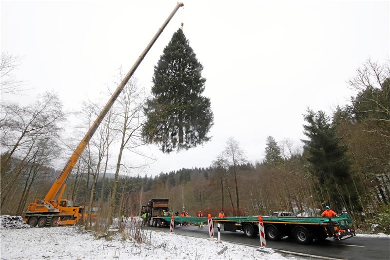 Kommt ein Weihnachtsbaum geflogen – und was für einer: 27 Meter lang ist die Lautenthaler Rotfichte, die heute vor dem Reichstagsgebäude aufgestellt wird. Foto: Gereke