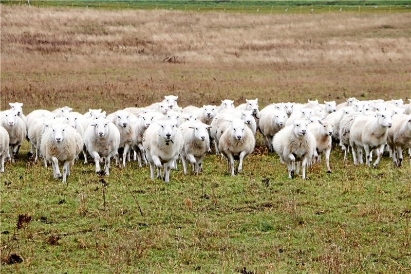 Kommt eine Herde angerannt: Im Appelhorn nehmen sich Schafe der Rasse „Easy Care“ und Moorschnucken Stück für Stück der Wiesen vor. Foto: Gereke
