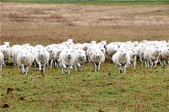 Kommt eine Herde angerannt: Im Appelhorn nehmen sich Schafe der Rasse „Easy Care“ und Moorschnucken Stück für Stück der Wiesen vor. Foto: Gereke