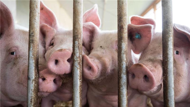 Bauern vor der Ernte - „Liefert“ der neue Minister? Kommt eine gesicherte Finanzierung für den Umbau von Ställen? (Archivbild)
