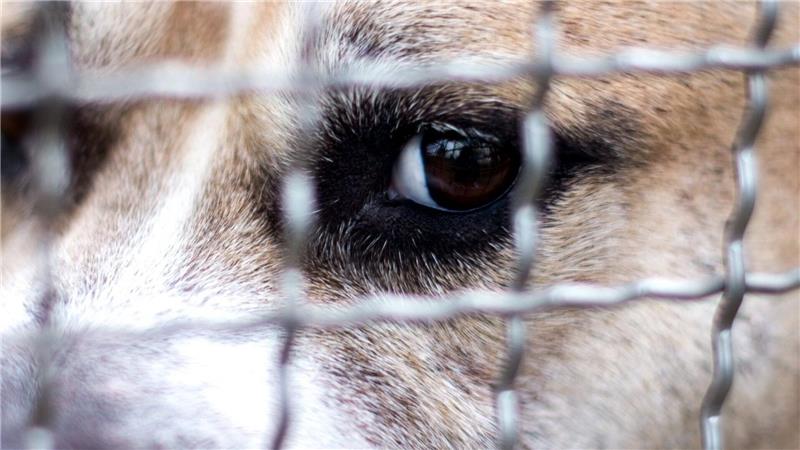 Konflikte, Unsicherheit und Stress beeinflussen das Aggressionspotenzial von Hunden.