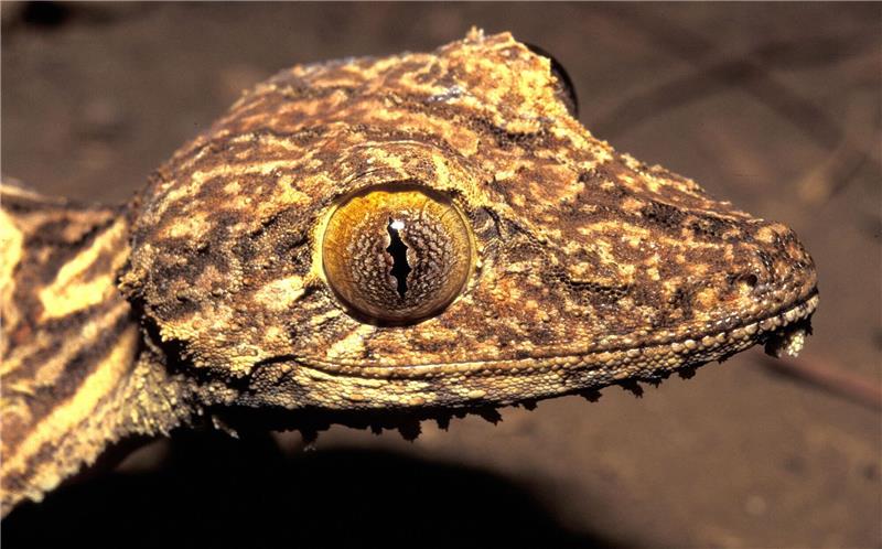 Vor 23 Jahren in Madagaskar entdeckter Gecko ist neue Art Kopfportrait des vor 23 Jahren entdeckten Blattschwanzgeckos aus Madagaskar.