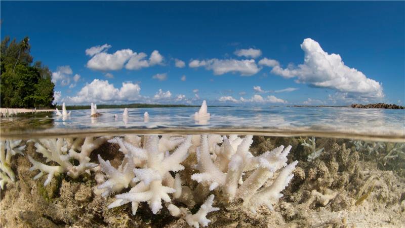 Korallen gehören WWF zufolge zu den Verlierern des Jahres.
