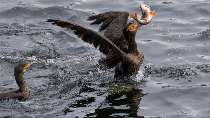 Warum der Kormoran wohl nicht gezielt Hilfe suchte Kormorane futtern gerne Fisch ‒ und stehen damit gelegentlich in Konkurrenz zum Fischereiwesen. (Archivbild)