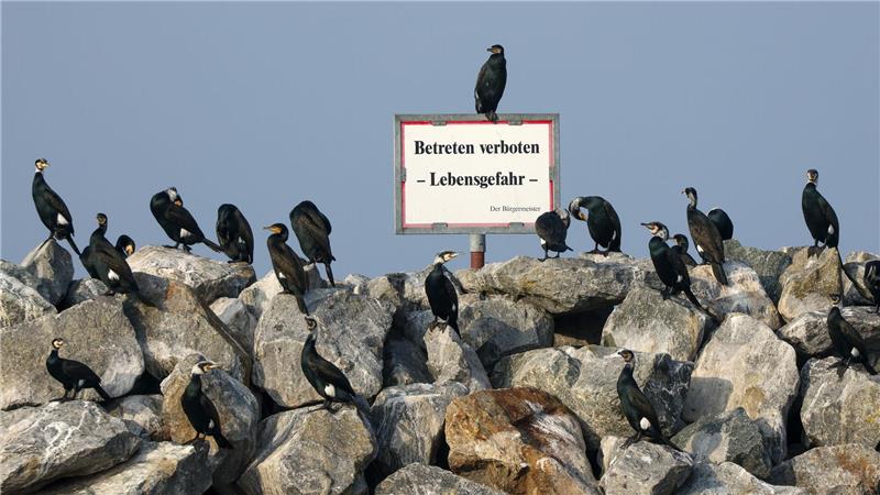 Kormorane stehen auf Steinen im Hafen von Barth am Bodden in Mecklenburg-Vorpommern.