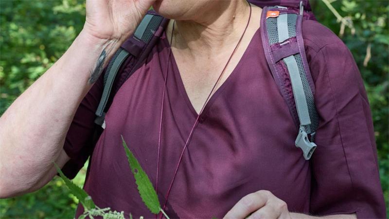 Brennnesseln statt Chia: Kräuterwanderung zur Heideblüte Kräuterfachwirtin Marion Putensen probiert die Samen einer Brennnessel.