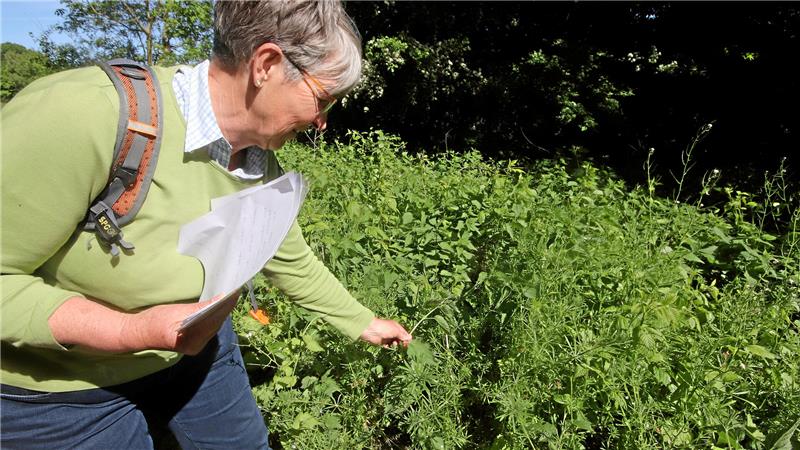 Kräuterfee Gudrun Langner auf der Suche: Am Wegesrand hat sie wieder etwas entdeckt.