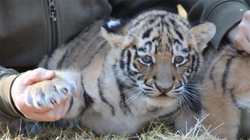 Gefährdete Art: Amur-Tigerbabys in Niedersachsen sind fit Krallenuntersuchung: Die Tigerbabys sind gesund und munter.