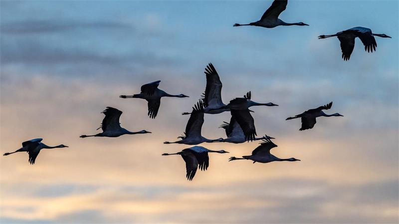 Nach Vogelgrippe: Tausende Kraniche füllen Rastplätze Kraniche am Himmel über Brandenburg.