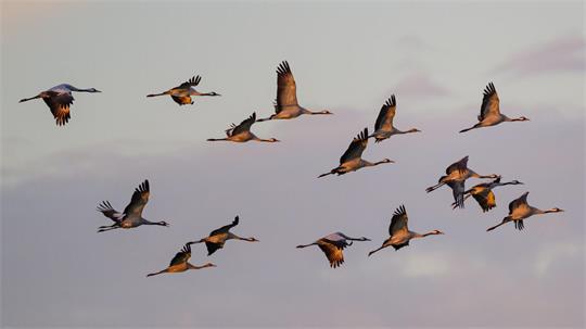Kraniche fliegen zum Sonnenaufgang über dem Naturpark Niederlausitzer Landrücken. (Archivbild)