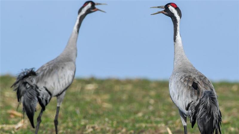 Kraniche leben überwiegend monogam, also in lebenslanger Ehe mit einem Partner. (Archivbild)