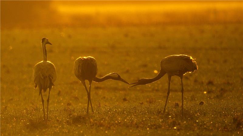 Kraniche stehen bei Vechta auf einem Feld. 