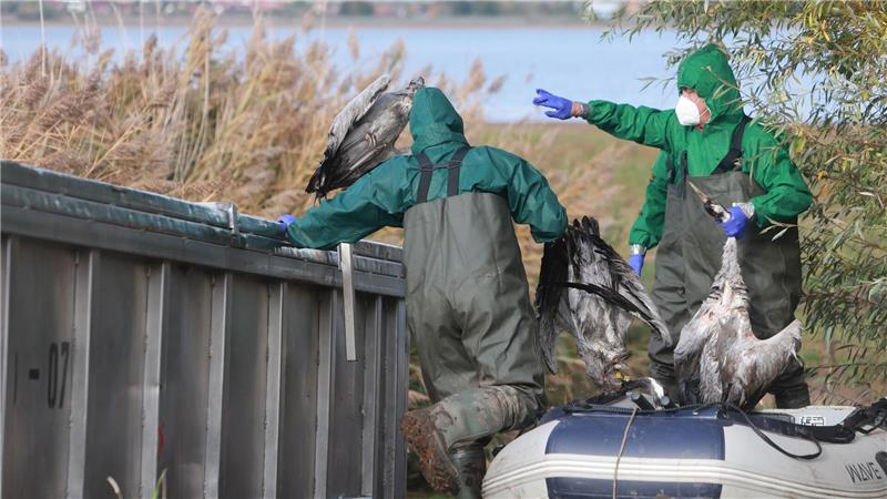 Vogelgrippe breitet sich aus – Tausende Kraniche verendet Kraniche verenden derzeit in großer Zahl an der Vogelgrippe. (Archivbild)