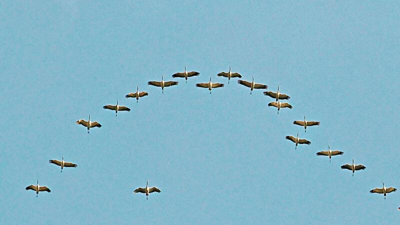 Am Südharzer Stausee Kelbra sterben hunderte Vögel Kranichzug über Goslar: Einer fliegt aus der Reihe.
