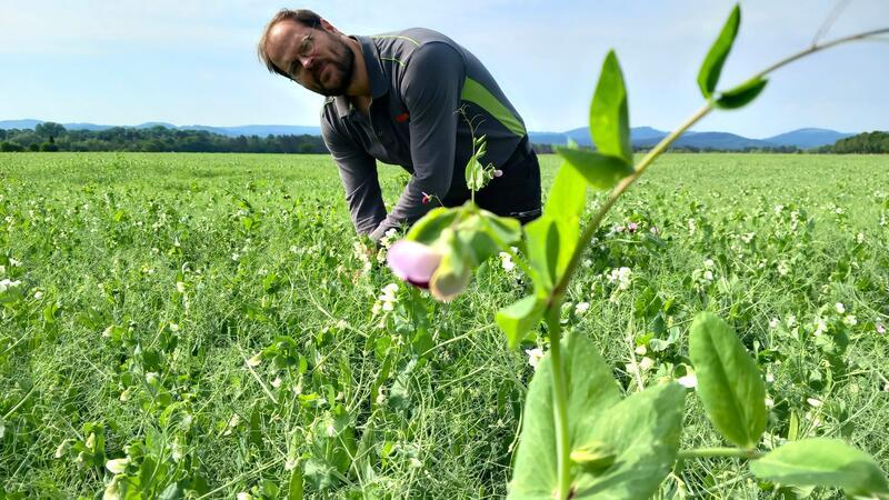 Kreislandwirt Christian Scherb auf einem seiner Erbsen-Felder bei Bredelem. Im Moment gedeiht die proteinhaltige Pflanze recht gut.