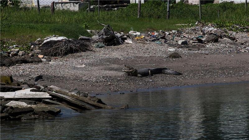 Krokodil gegen Mensch in Indonesien Krokodile findet man in Indonesien mittlerweile häufig in der Nähe von menschlichen Siedlungen.