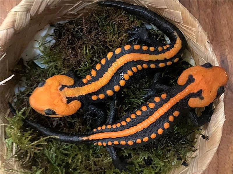 Farbenfroh: Neue Art von Krokodilmolch in Vietnam entdeckt Krokodilmolche der Art Tylototriton ngoclinhensis.