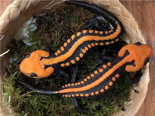 Krokodilmolche der Art Tylototriton ngoclinhensis.