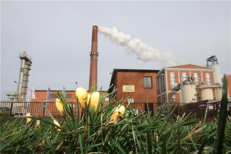 Schladen: Rübenanbauer üben Kritik an langer Kampagnendauer Krokus trifft Rübenkampagne – vor noch nicht allzu langer Zeit kaum vorstellbar: Die Schladener Zuckerfabrik dampft noch immer, während an der Bahnhofstraße die Frühlingsboten die Köpfe aus der Erde strecken. Fotos: Gereke