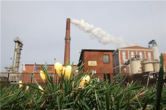 Krokus trifft Rübenkampagne – vor noch nicht allzu langer Zeit kaum vorstellbar: Die Schladener Zuckerfabrik dampft noch immer, während an der Bahnhofstraße die Frühlingsboten die Köpfe aus der Erde strecken. Fotos: Gereke