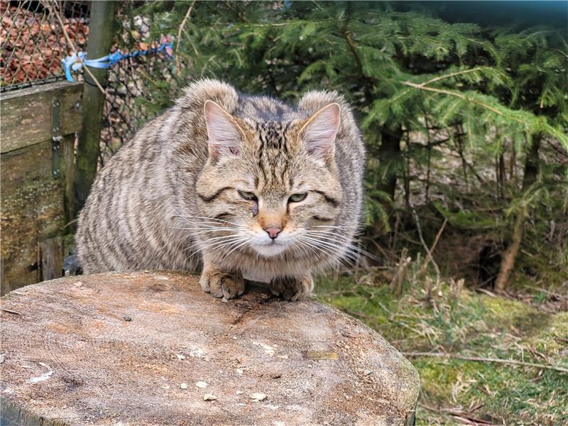 Kuder Findus ist mit zehn Monaten schon ganz schön groß, aber noch lange nicht ausgewachsen. Das sind männliche Wildkatzen nämlich erst mit etwa anderthalb Jahren. Foto: Exner