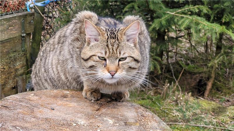 Findus ist weg: Ausbruch aus dem Wildkatzengehege Bad Harzburg Kuder Findus lebt etwa ein Jahr lang im Wildkatzengehege, bevor er ausbricht.