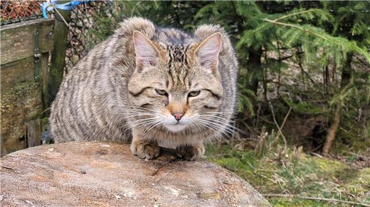 Kuder Findus lebt etwa ein Jahr lang im Wildkatzengehege, bevor er ausbricht.