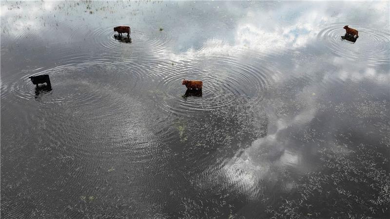 Bilder des Tages Kühe im Hochwasser