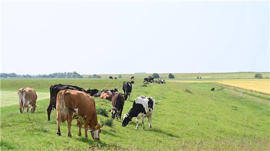 Kühe stehen bei strahlendem Sommerwetter in Dyksterhusen auf dem Deich.
