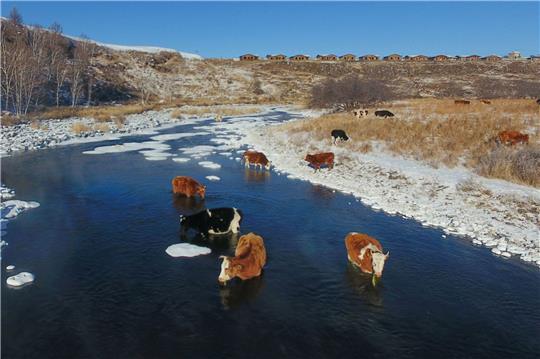 Kühe trinken Wasser aus dem Halha Fluss im Norden von China.