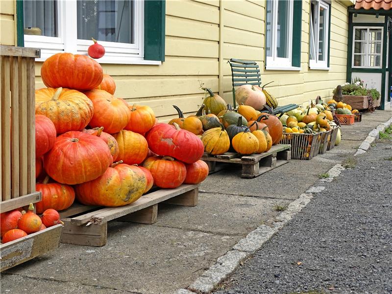 Zwei Tage im Zeichen der Kürbisse Kürbisse  auf dem Buritz-Hof. Foto: GZ-Archiv