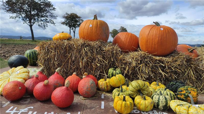 Warum der Kürbis viel mehr ist als Halloween-Deko Kürbisse sind in ihrer Vielseitigkeit ein absoluter Herbstklassiker. Es gibt viele leckere Rezepte. Sie eignen sich aber auch zum Dekorieren.