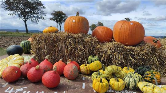 Kürbisse sind in ihrer Vielseitigkeit ein absoluter Herbstklassiker. Es gibt viele leckere Rezepte. Sie eignen sich aber auch zum Dekorieren.