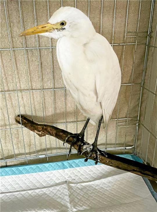 Kuhreiher Paul in einem Käfig in Münchehof, mittlerweile lebt der Vogel im Zoo Hannover.  Foto: Raba
