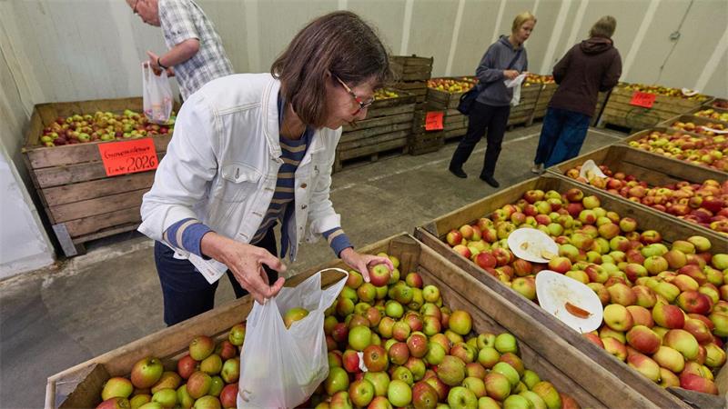 Äpfel zum Selberpacken – ungewöhnliche Idee im Alten Land Kunden füllen ihre Tüten im Apfel-Outlet.