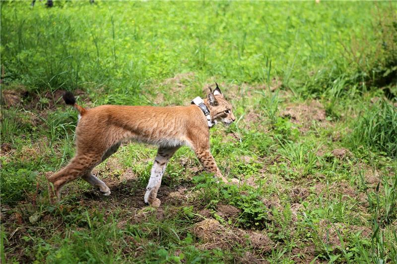 Erfreuliche Signale von der Harzer Raubkatze Kurz nach seiner Freilassung im Solling geht der weibliche Luchs mit dem Namen F14 auf Erkundungstour. Die junge Luchsin stammt aus dem Harz, und der Sender hat inzwischen erfreuliche Signale gegeben. Foto: dpa