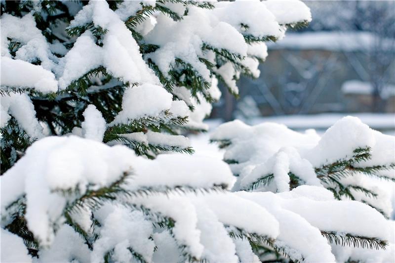 „Ich brauche noch 250 Christbäume“ Kurz vor Heiligabend und bei dickem Schnee kann die Nachlieferung von Weihnachtsbäumen zum Abenteuer werden. Foto: Pixabay