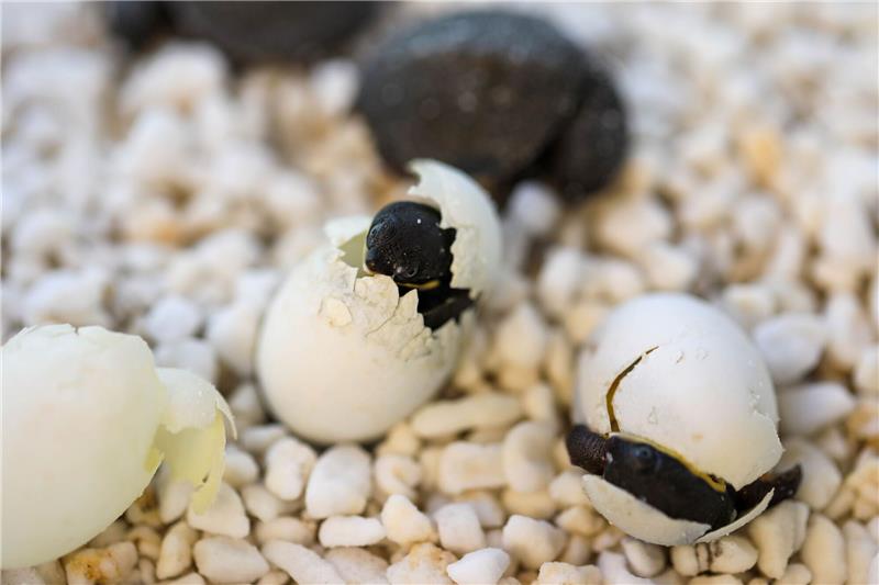 Australien feiert Ostern mit Schildkröteneiern Kurz vor Ostern schlüpften die ersten Exemplare, wie die Organisation Aussie Ark mitteilte.