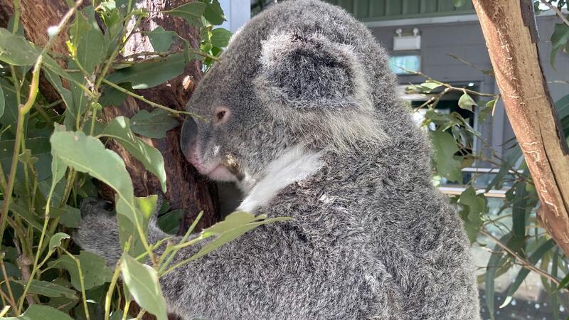 Koala-Knuddeln verboten: Welche Regeln gelten in Down Under? Kuscheln oder nicht? Es gibt Diskussionen.