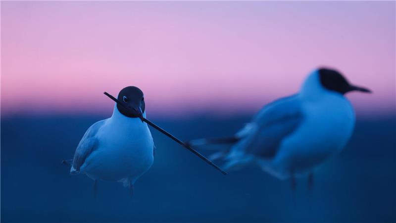Lachmöwe im Morgenrot bei Bad Buchau