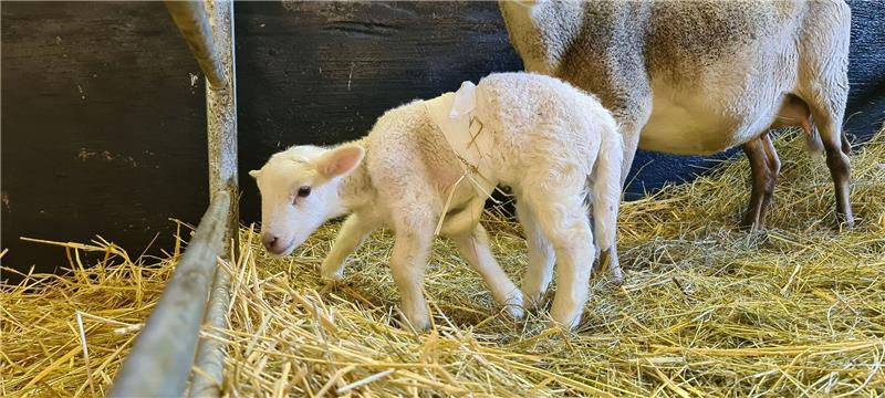 Lamm in Sachsen kommt mit sechs Beinen zur Welt Lämmchen Dolly und seine Mutter im Stall. Um die Koordination der Beine zu unterstützen, wurde ein Bein winklig hochbandagiert. Mit diesem Trick kann das Lämmchen Dolly nun besser gehen.