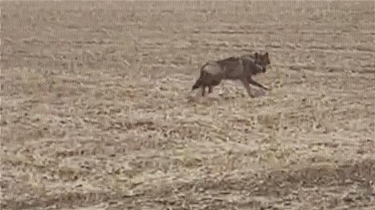 Läuft da ein Wolf?