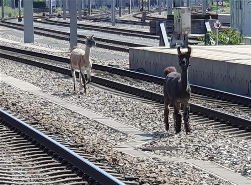 Lamas legen wichtige Wiener Bahnstrecke lahm Lamas spazierten in Wien zwischen Bahngleisen.