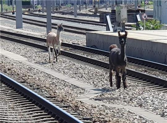 Lamas spazierten in Wien zwischen Bahngleisen.