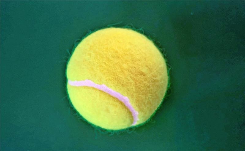 Tennisbälle in den Stadien: Bitte weiter werfen, liebe Ultras! Landen im Moment in fast allen Stadien auf dem Rasen: Tennisbälle. Foto: Pixabay