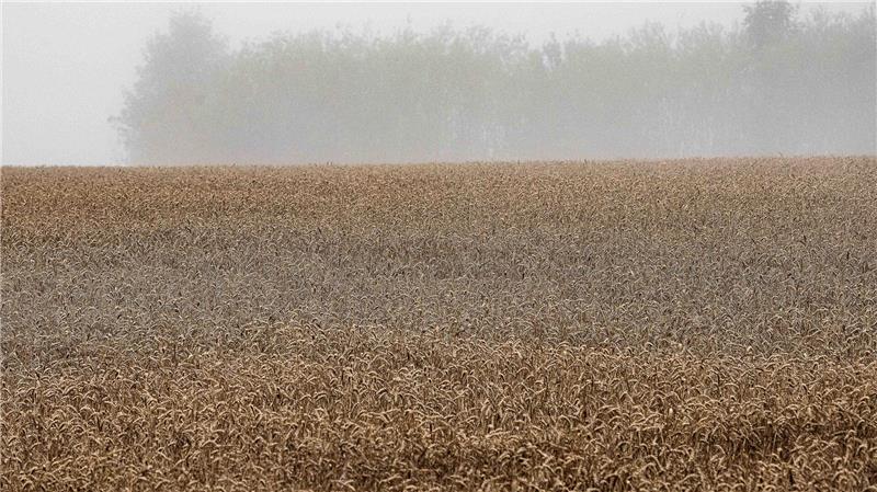Landwirte in Niedersachsen warnen: Der viele Regen bedroht die Getreideernte. (Archivbild)
