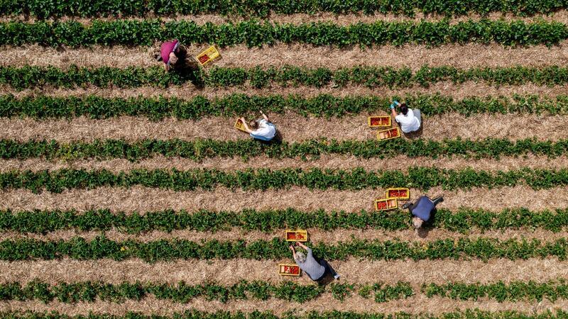 Ministerium fördert Landwirte bei Direktvermarktung Landwirte können durch Direktvermarktung höhere Erzeugerpreise erwirtschaften. (Archivfoto)