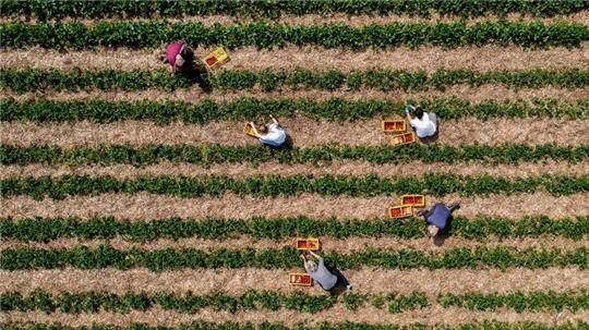 Landwirte können durch Direktvermarktung höhere Erzeugerpreise erwirtschaften. (Archivfoto)