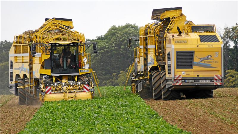Nach Havarie vor einem Jahr: Wie es in der Zuckerfabrik weitergeht Landwirtschaftliches Ballett: Zwei Rübenroder begegnen sich auf dem Schlag bei der Ernte.