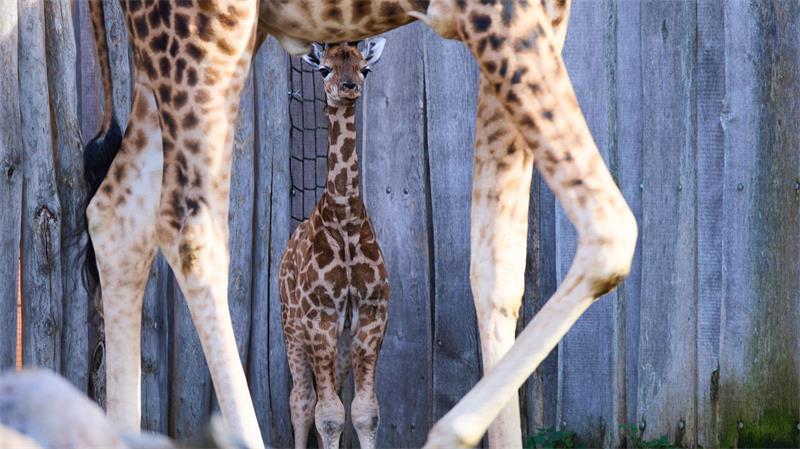 Lange Beine, wacher Blick - die kleine Giraffe bleibt immer bei ihrer Mutter.